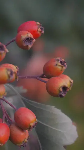 Gül ağacı meyveleri, sonbahar resimleri.