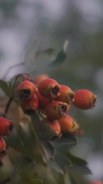 Gül ağacı meyveleri, sonbahar resimleri.