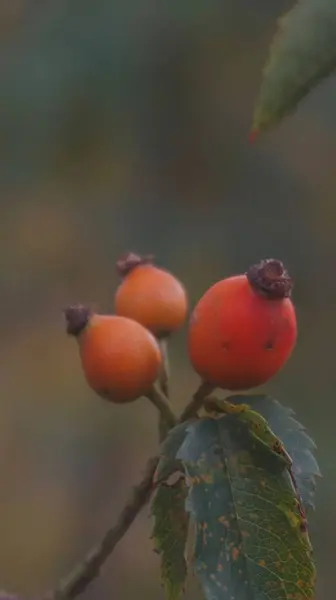Gül ağacı meyveleri, sonbahar resimleri.