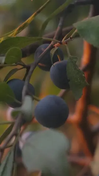 Ağaçtaki erik meyveleri