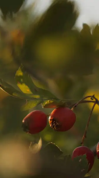 Gül ağacı meyveleri, sonbahar resimleri.