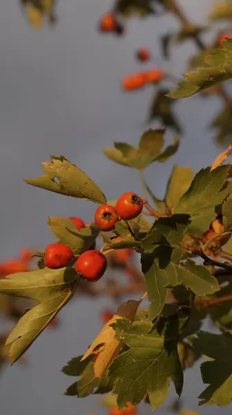 Gül ağacı meyveleri, sonbahar resimleri.