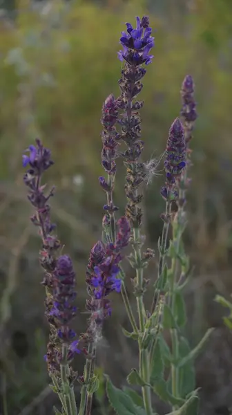 Güzel mor çiçekler tarlada