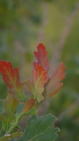 Güzel botanik çekimi, meşe yaprakları.
