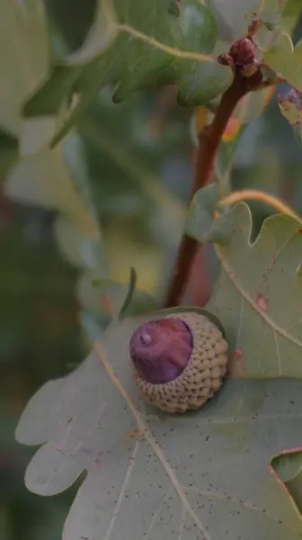 Meşe yapraklarının arka planında meşe palamudu