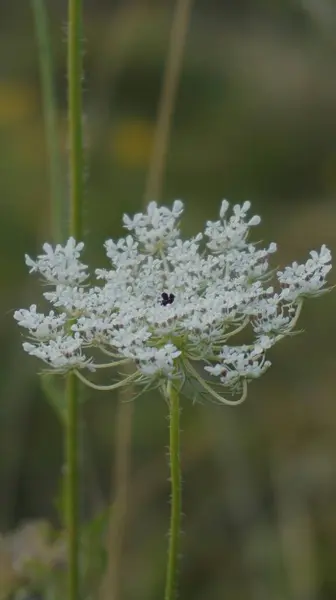Güzel botanik fotoğrafı, doğal duvar kağıdı.