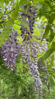 Bahçedeki güzel mor çiçekler