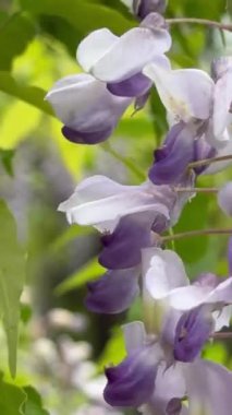 Mor çiçeklere yakın çekim