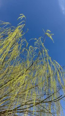 Ormanın güzel manzarası