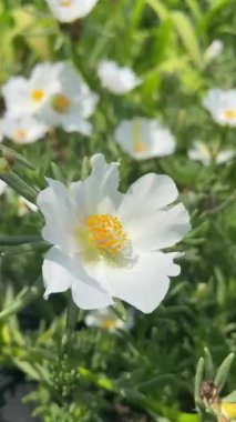 Bahçedeki beyaz çiçek