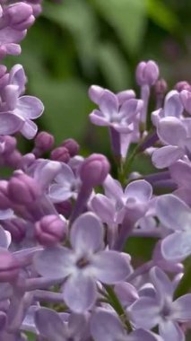 Bahçedeki güzel çiçekler. leylak