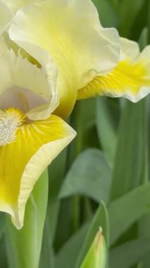 Bahçedeki iris çiçeği