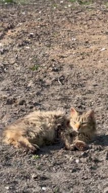 Sokaktaki kedi