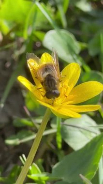 arı sarı bir çiçek.