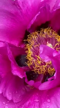 güzel çiçeklerin yakın görünümü