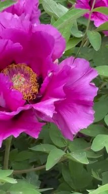 Bahçedeki güzel pembe şakayık