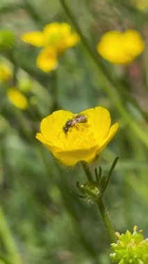Bahçedeki sarı çiçek
