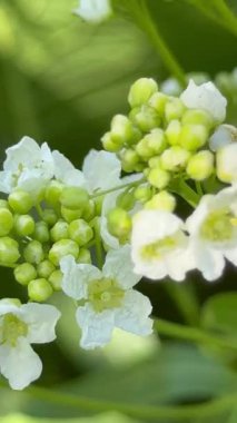 Bahçede beyaz çiçekler