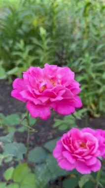 Doğadaki güzel güller