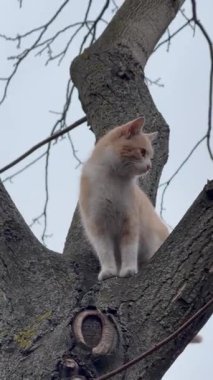 Ağaçtaki kedi. Parktaki kedi