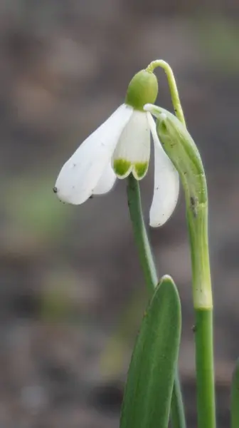 Bahar ormanında beyaz kar damlası