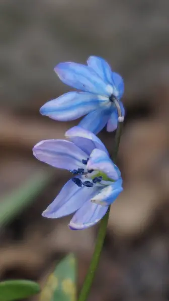 Bahçedeki mavi çiçek