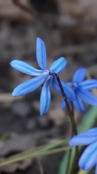 Yerdeki mavi çiçekler