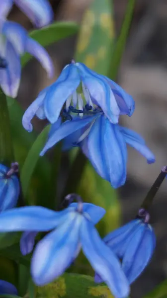 Bahçedeki güzel mavi bahar çiçekleri