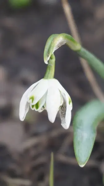 Çiçek açan beyaz çiçeklerin yakın görüntüsü.