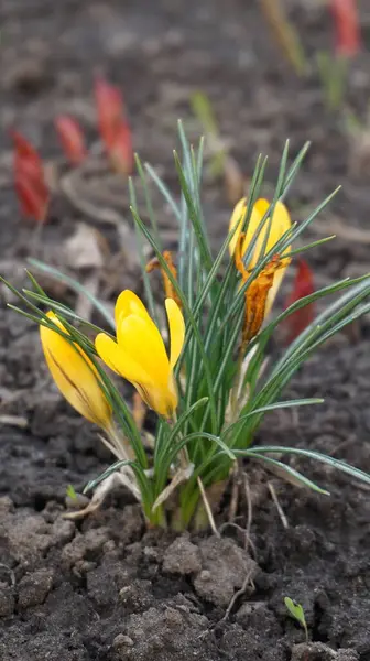 Bahçedeki sarı çiçekler. Crocus.