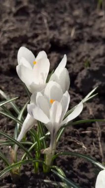 Baharın başlarında beyaz kır çiçekleri