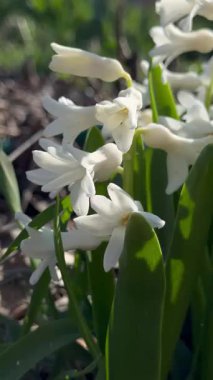 Baharda beyaz çiçekler. sümbül