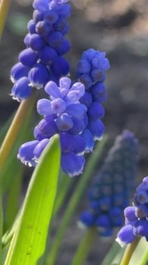 Bahçedeki güzel muscari çiçekleri