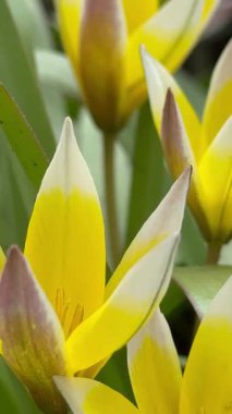 Gündüzleri bahçede yetişen sarı çiçeklere yakın.