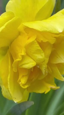 Bahçedeki güzel sarı narsisli