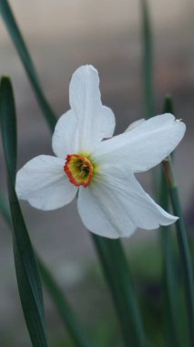 Bahçede güzel beyaz narsisler