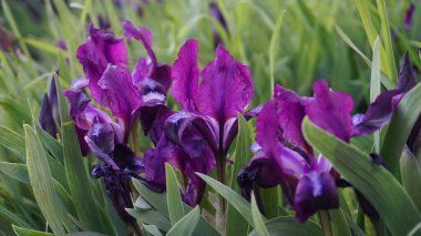 Baharda bahçede mor irisler