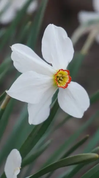 Bahçedeki beyaz çiçek