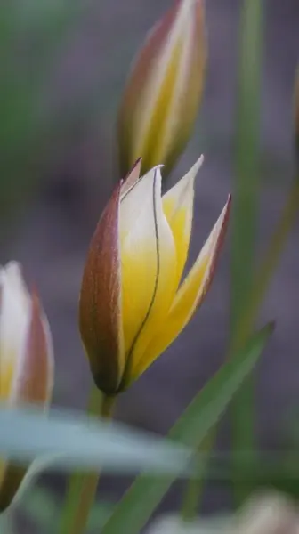 Bahçedeki güzel çiçekler