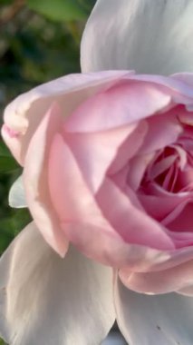 Bir çiçeğe yakın çekim