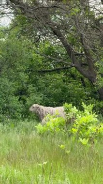 Ormanda büyük beyaz bir koyun