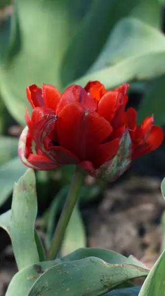 Bahçedeki lale çiçekleri