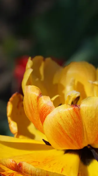 Güzel botanik fotoğrafı, doğal duvar kağıdı.