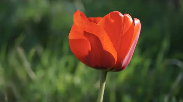 Bahçedeki güzel laleler