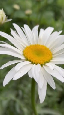 Bahçedeki beyaz papatya, yaklaş.