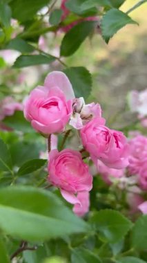 İnanılmaz çiçeklere yakın.