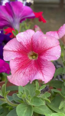 Yaz bahçe en güzel çiçekler