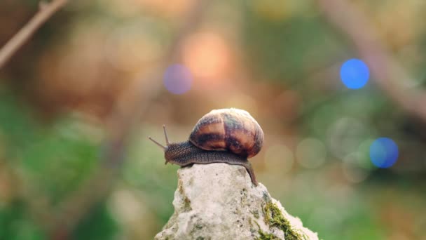 Success Career Ladder Concept Snail Slowly Climbing Moss Covered Rock — Stock Video