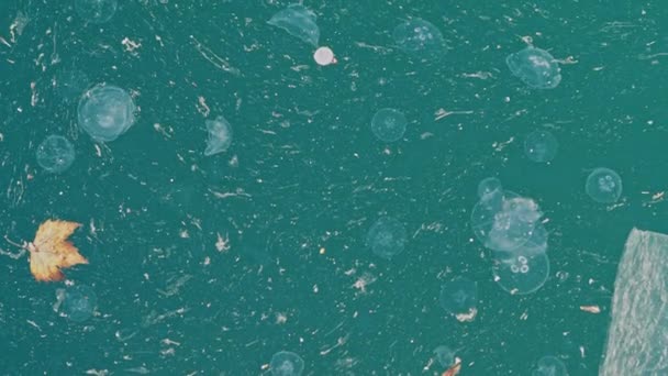 Jellyfish Help Fight Microplastics Top View Jellyfishes Household Trash Sea — Stock Video