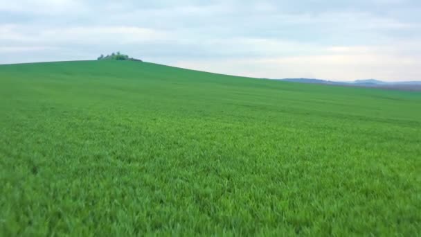 Fekete Tengeri Gabona Kezdeményezés Zárja Alacsony Repülés Végtelen Zöld Mezőgazdasági — Stock videók